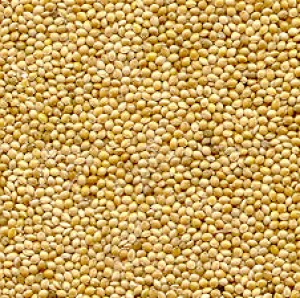 Organic to the Root Millet Grain