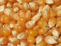 Organic to the Root Popcorn Kernels