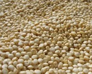 Organic to the Root Quinoa Grain